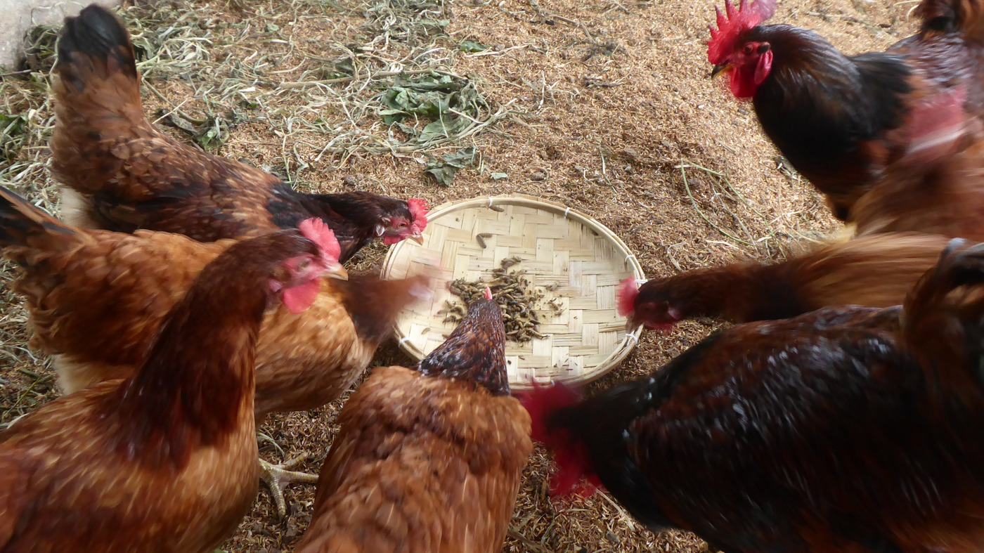 Chicken eating BSFLarvae