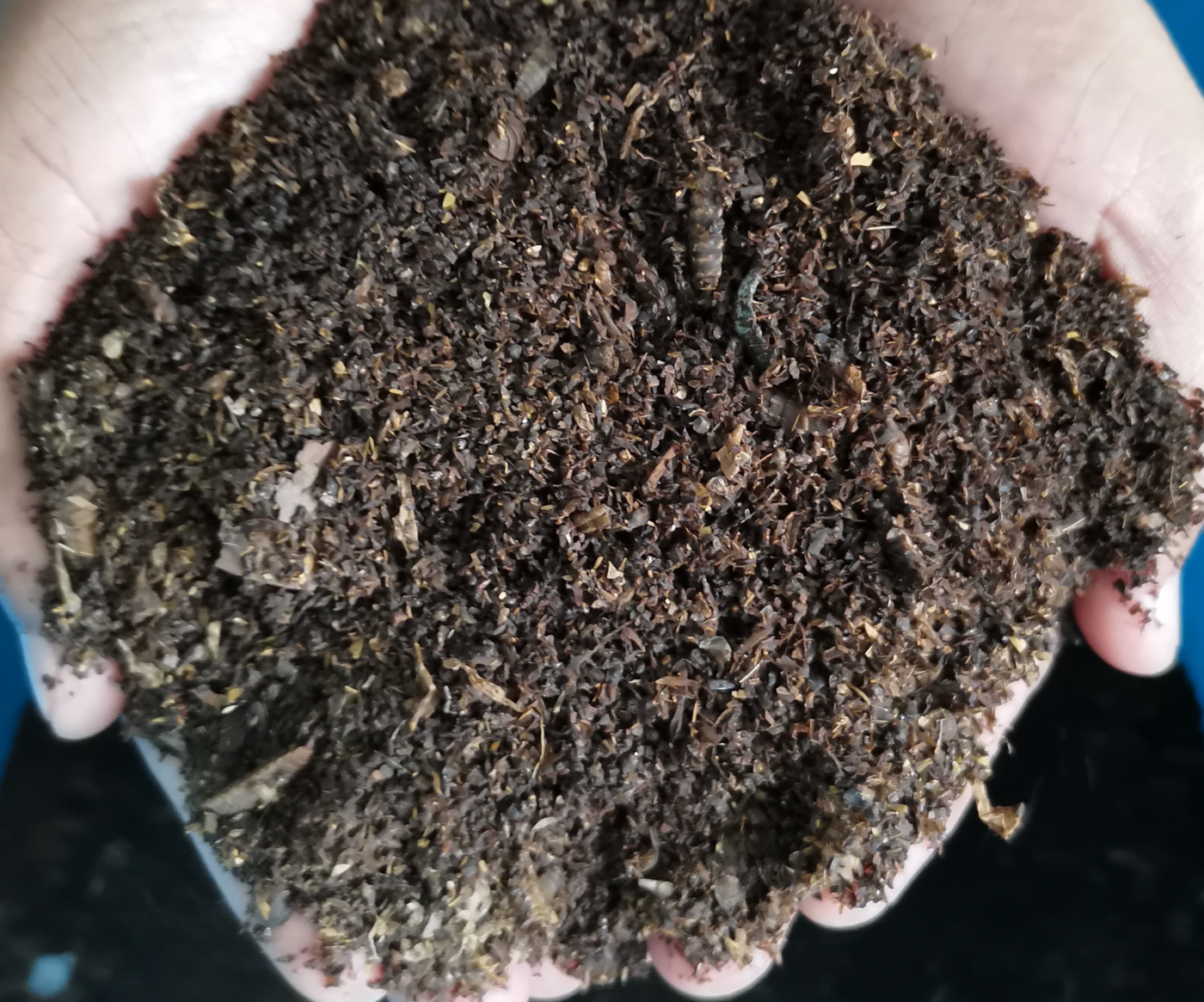 Compost created by BSF larvae
