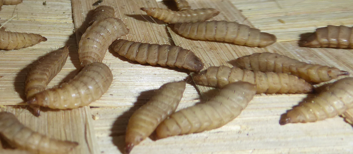 Live Larvae on wood