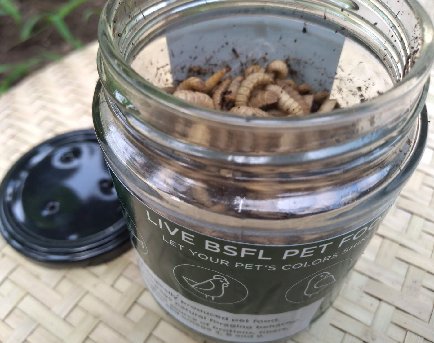 Live in jar